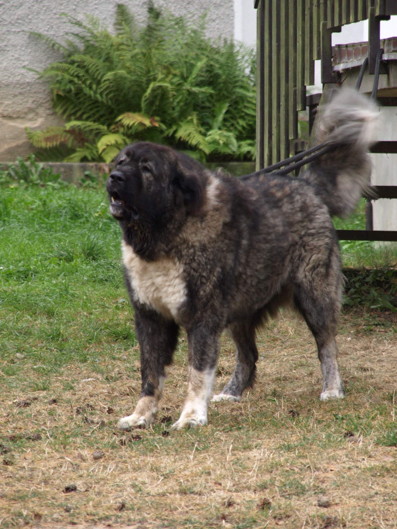 Chita