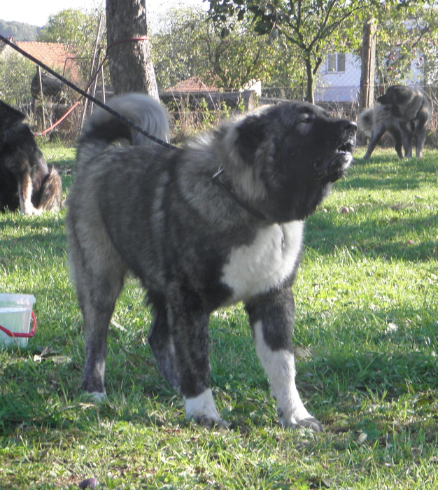 Tskaro Chita
