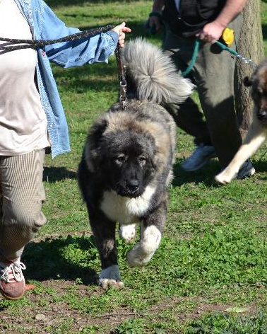 Tskaro Chita 