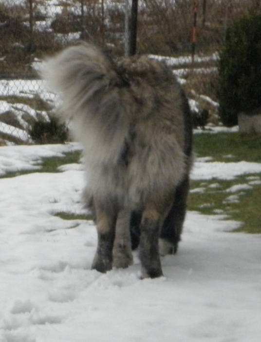 Tskaro Chita 1 rok