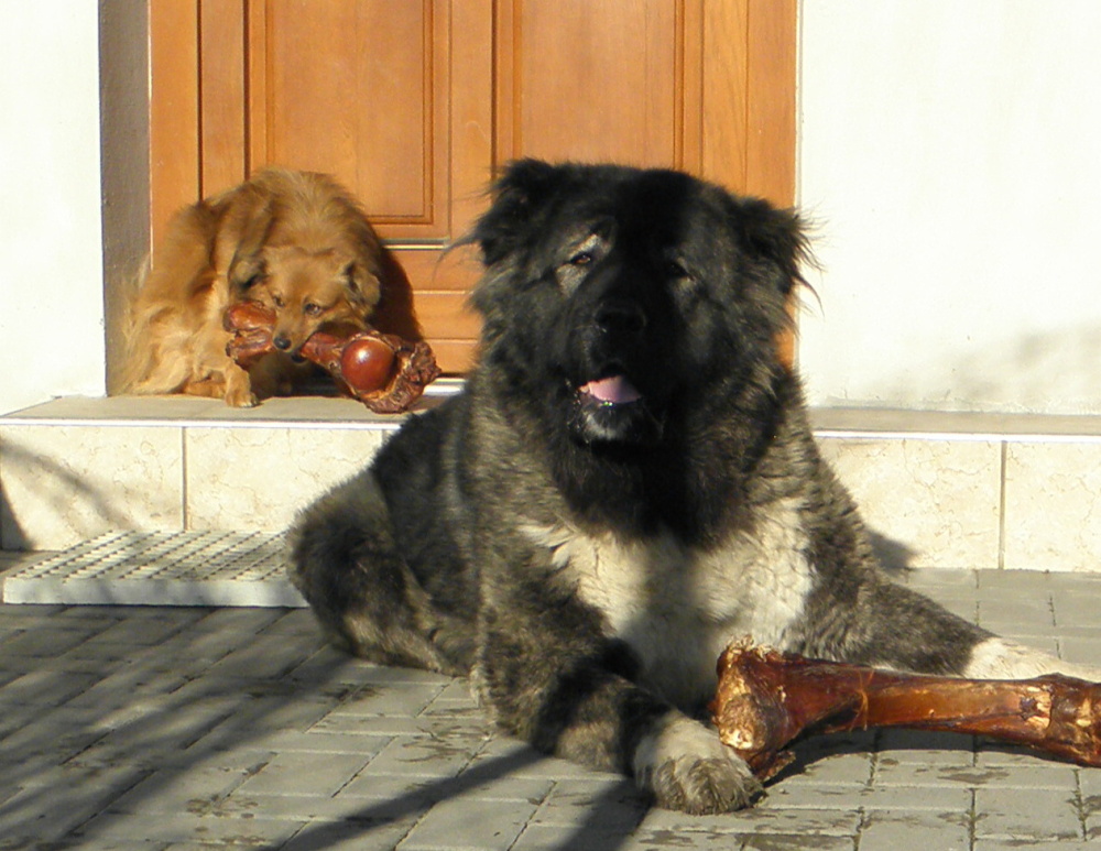 Tskaro Chita 2 roky