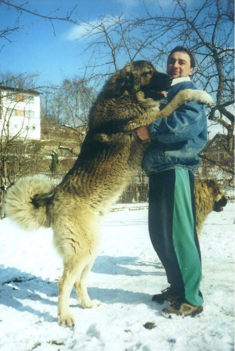 Attila od Královny Támar