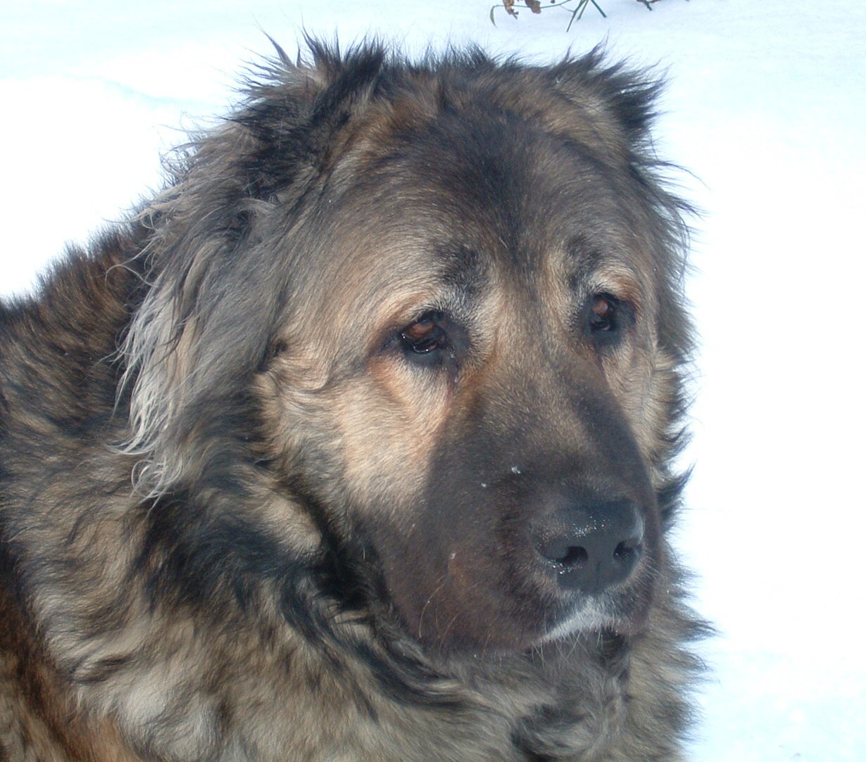 Binta Kauzkazský čert