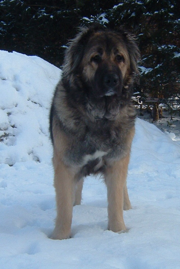 Binta Kaukazský čert