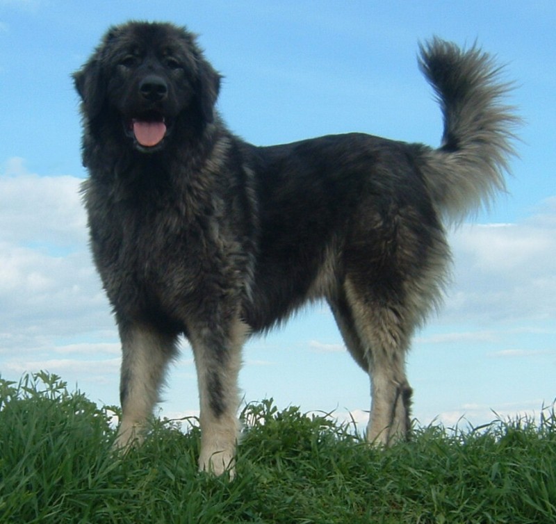 Byrranga