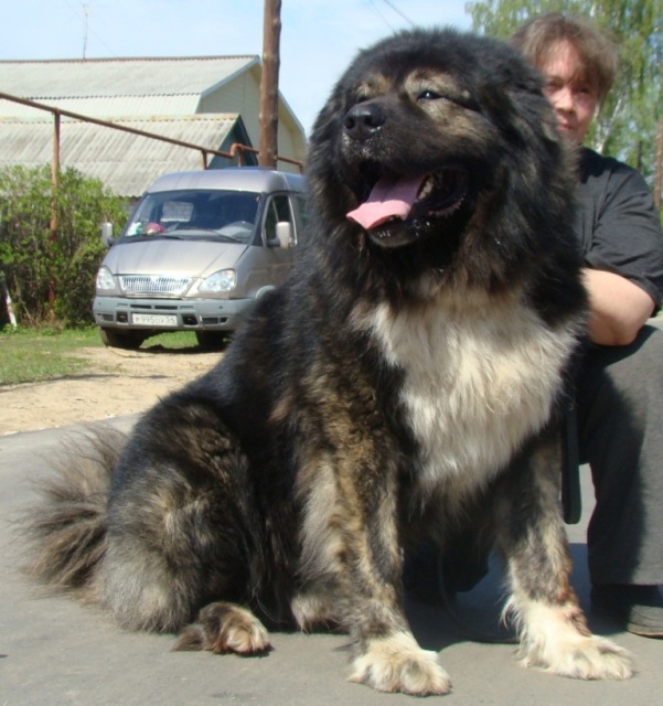 ATLANT IZ STOLITSI SIBIRI