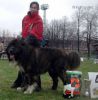PERESVET_BUSLAI